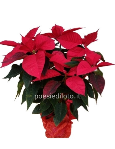 Stella di Natale
