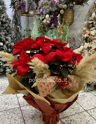 Stella di Natale