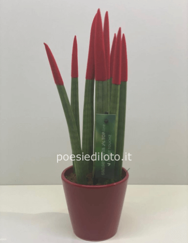 Pianta di sansevieria