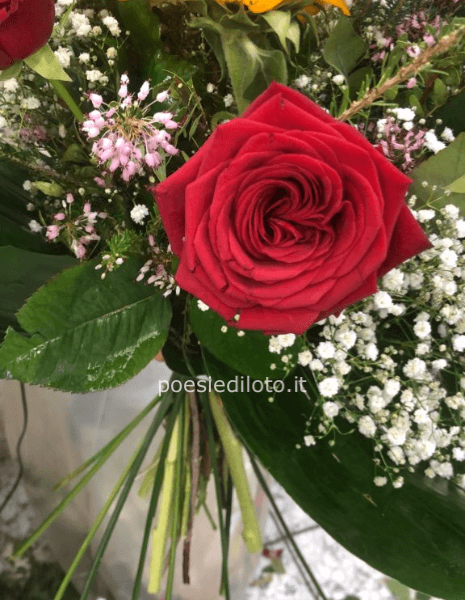 ROSA ROSSA EXTRA OLANDA CONFEZIONATA