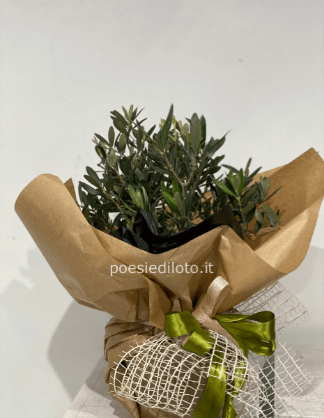 BONSAI DI ULIVO MISURA MEDIA