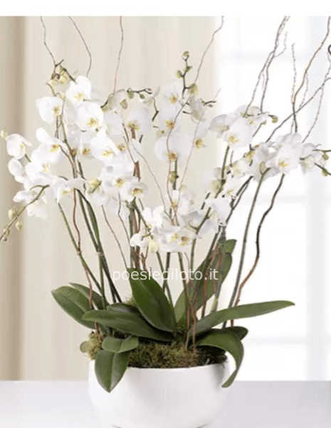 le orchidee
