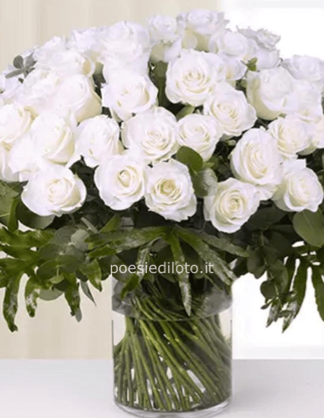 Tendenza senza limiti: 50 rose bianche