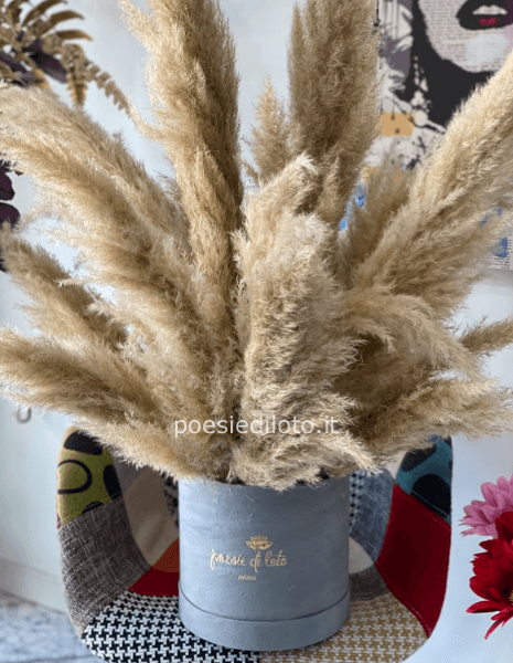 PAMPAS BOX