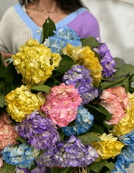 ORTENSIE VIP