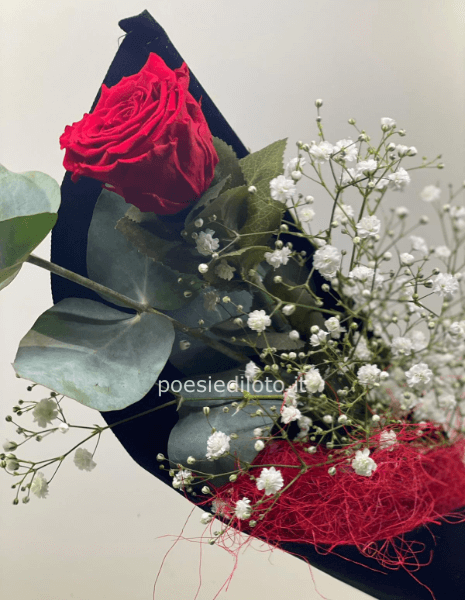 rosa STABILIZED ETERNA 