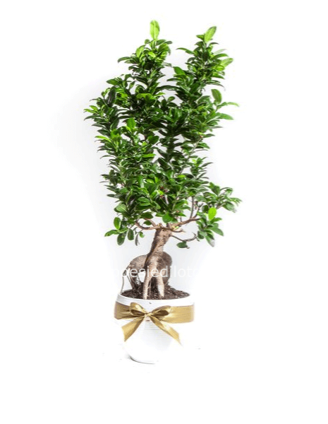 bonsai
