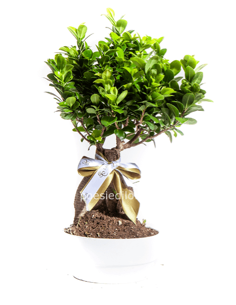 bonsai
