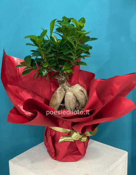 bonsai misura 45 cm