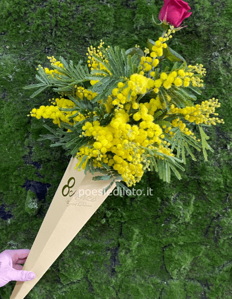 Cono con mimmosa con rosa rossa 