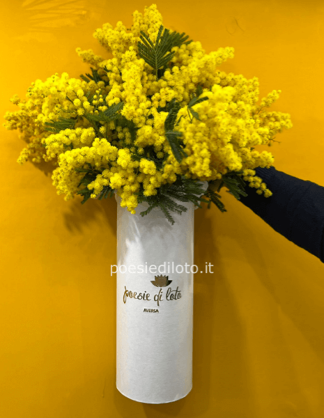 cilindro con mimmosa 