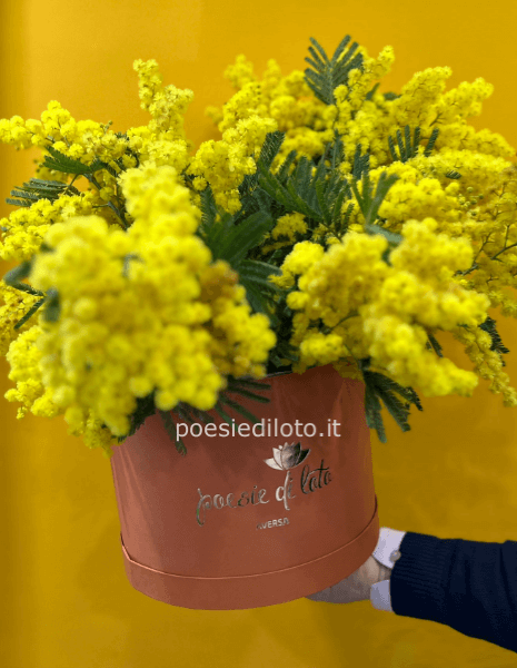  SCATLA CM 50 CIRCOLARE CON MIMMOSA 