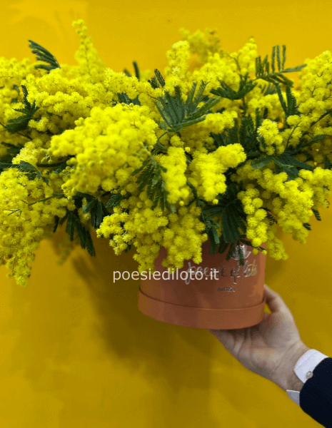 BOX CM 30 CIRCONVERENZA CON MIMMOSA