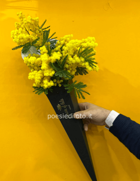 Cono in cartone con mimmosa 